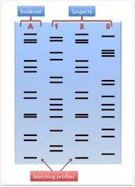 dna-profiler-image